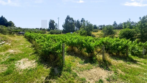Terreno para Venda em Figueiró da Serra e Freixo da Serra