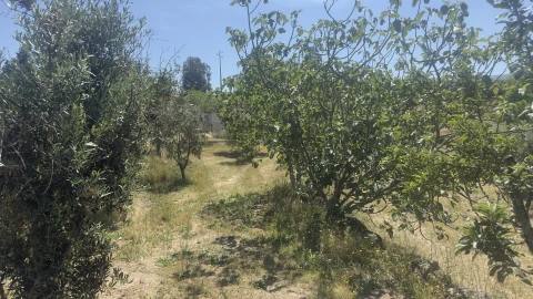 Terreno para Venda em Figueiró da Serra e Freixo da Serra
