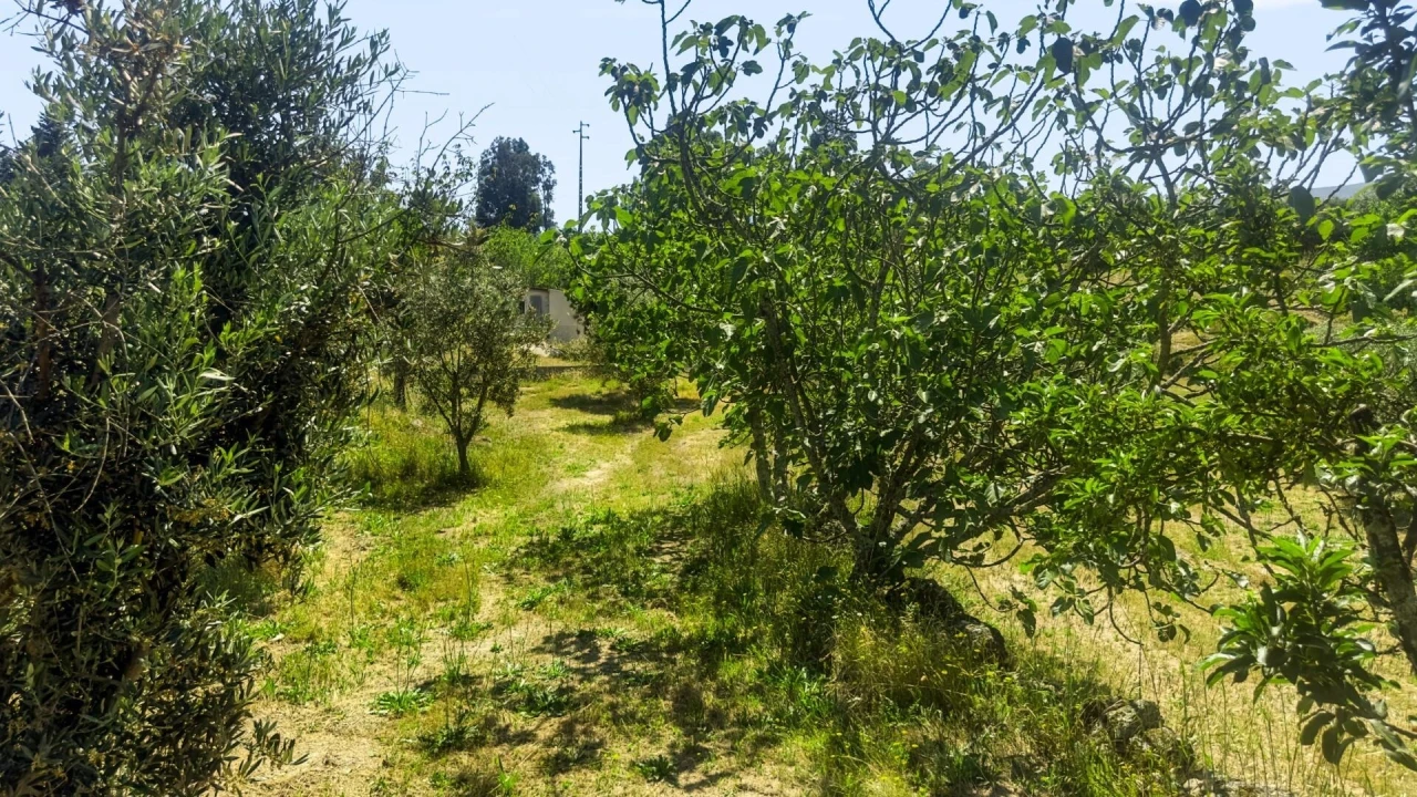 Terreno para Venda em Figueiró da Serra e Freixo da Serra Foto 30
