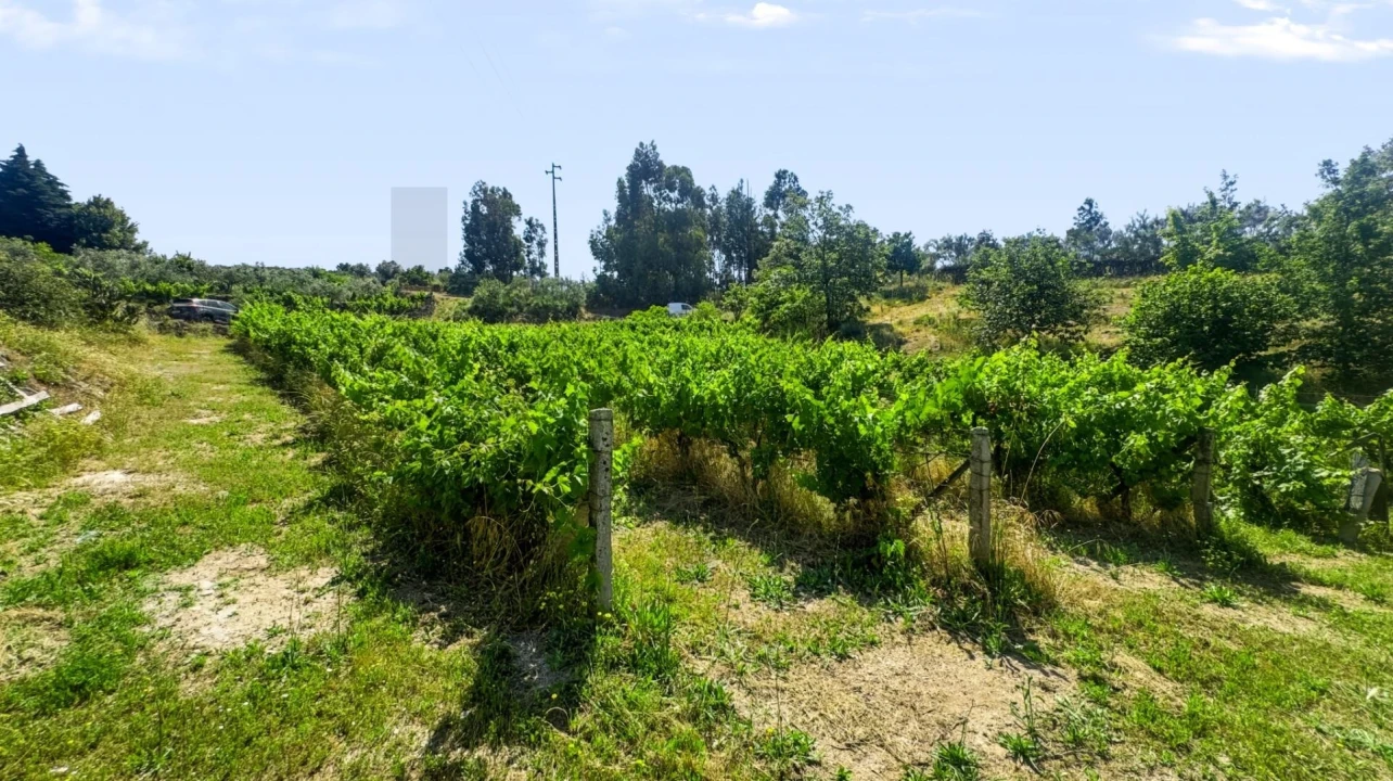 Terreno para Venda em Figueiró da Serra e Freixo da Serra Foto 43