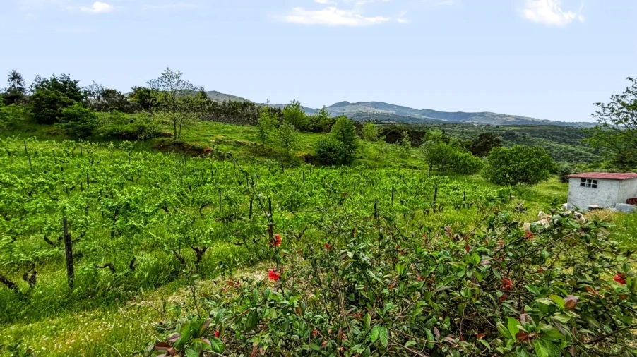 Terreno para Venda em Figueiró da Serra e Freixo da Serra Foto 28