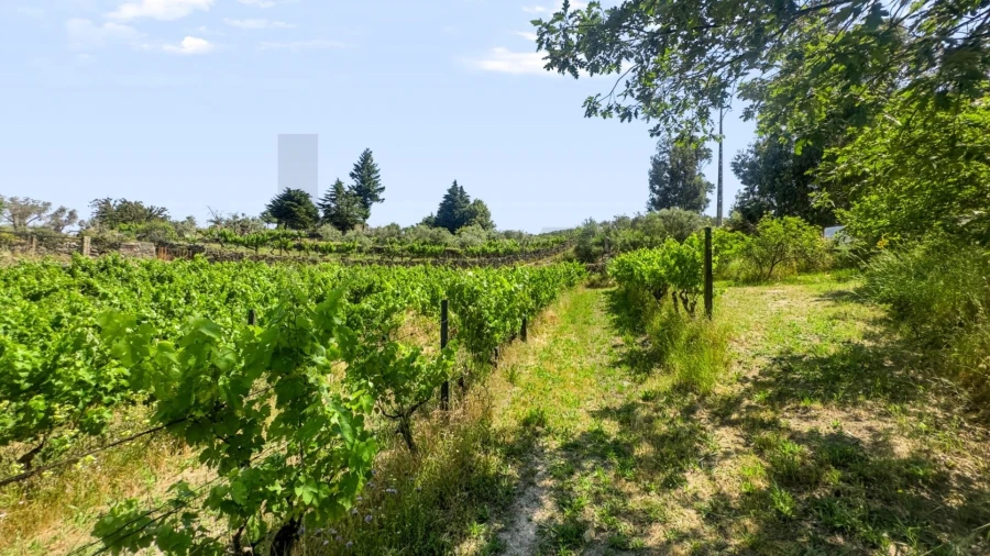 Terreno para Venda em Figueiró da Serra e Freixo da Serra Foto 41