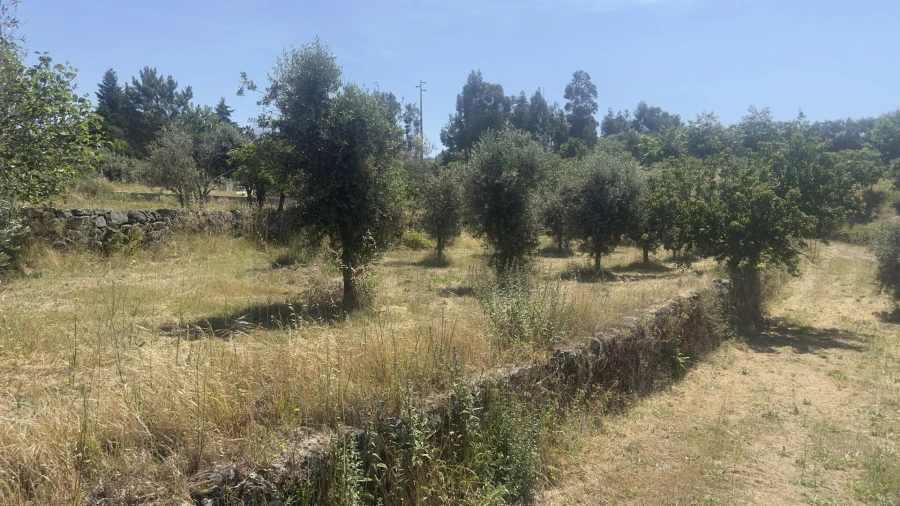 Terreno para Venda em Figueiró da Serra e Freixo da Serra Foto 20