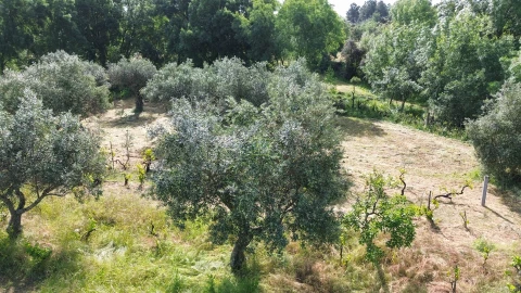 Terreno Agricola ou Rústico para Venda em Aldeia do Bispo, Águas e Aldeia de João Pires