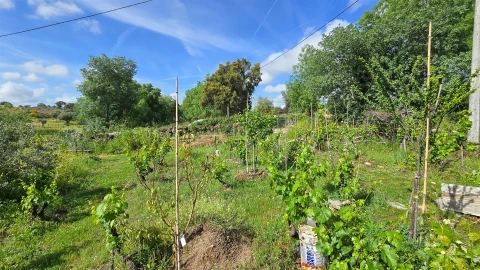 Terreno Agricola ou Rústico para Venda em Aldeia do Bispo, Águas e Aldeia de João Pires