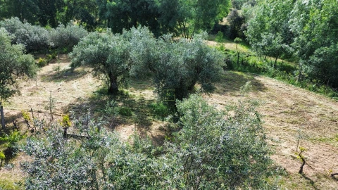 Terreno Agricola ou Rústico para Venda em Aldeia do Bispo, Águas e Aldeia de João Pires