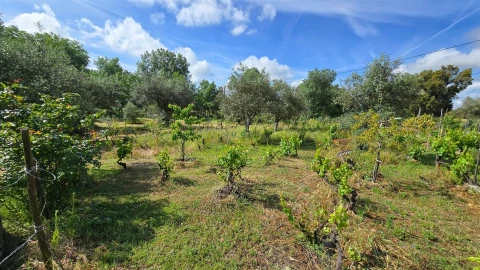Terreno Agricola ou Rústico para Venda em Aldeia do Bispo, Águas e Aldeia de João Pires
