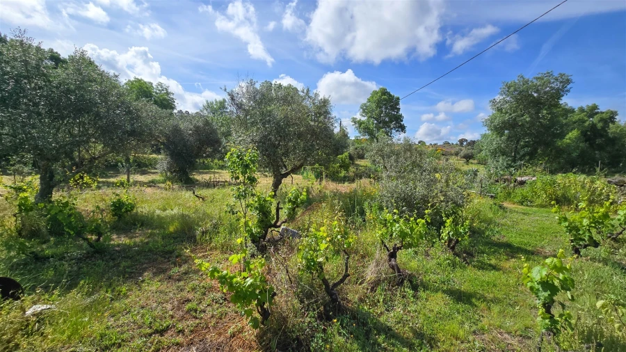 Terreno Agricola ou Rústico para Venda em Aldeia do Bispo, Águas e Aldeia de João Pires Foto 33