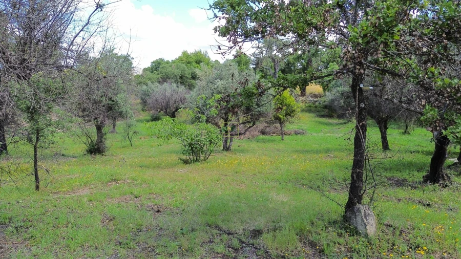 Terreno Agricola ou Rústico para Venda em Medelim Foto 72