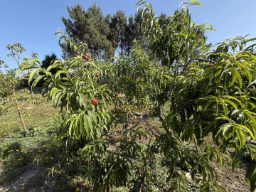 Moradia T5 para Venda em Cantanhede e Pocariça