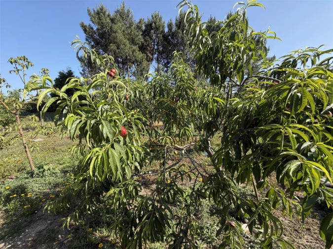 Moradia T5 para Venda em Cantanhede e Pocariça Foto 62