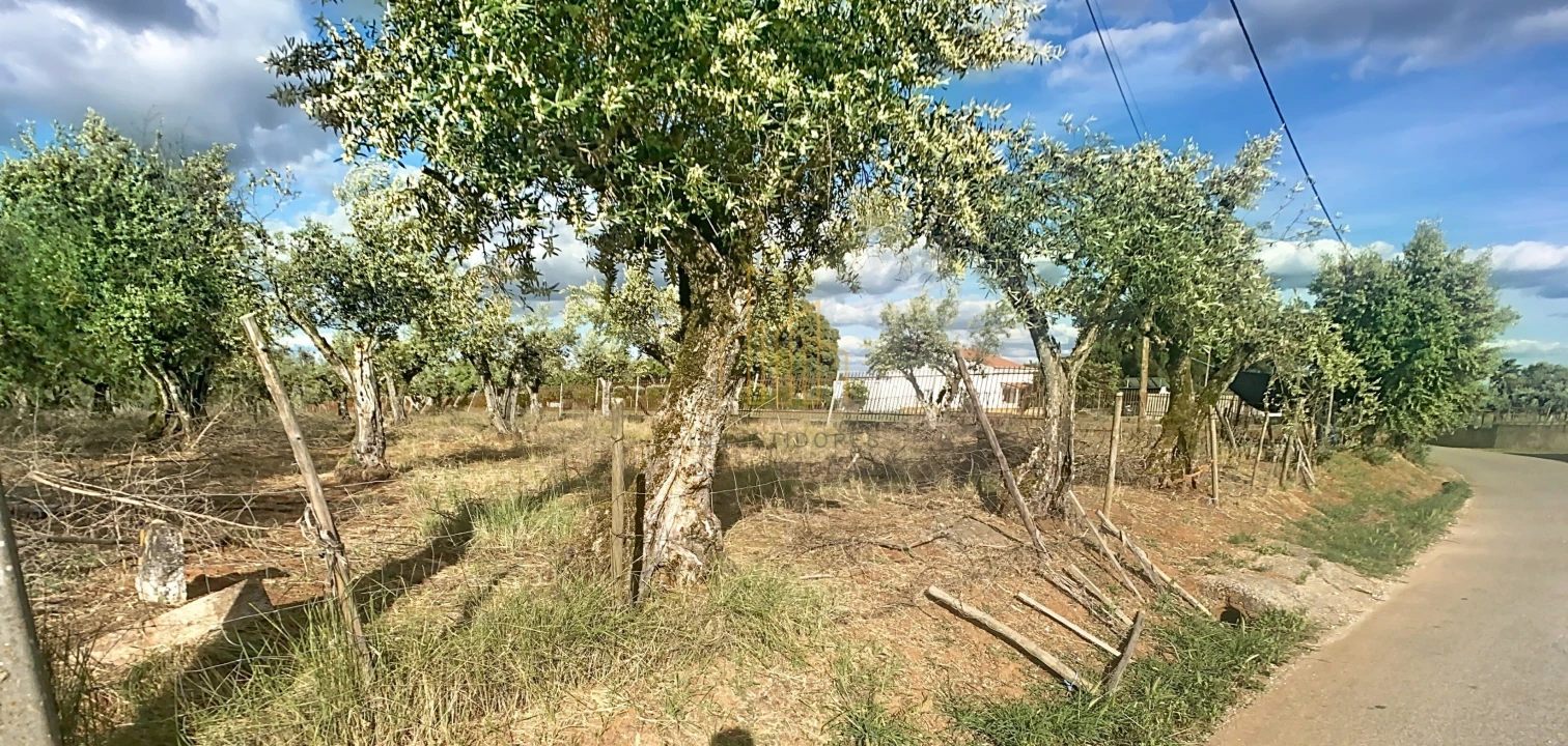 Terreno para Venda em Nossa Senhora da Conceição e São Bartolomeu Foto 2