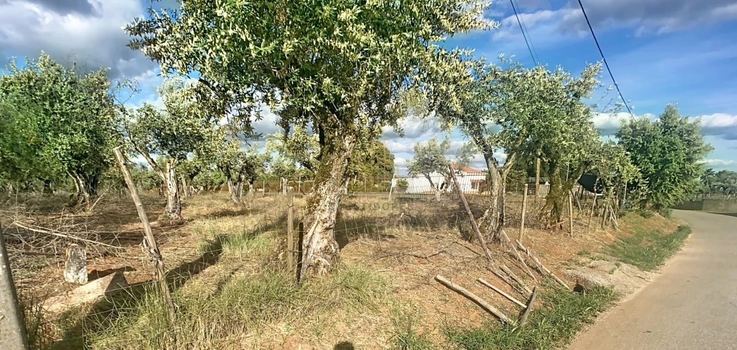 Terreno para Venda em Nossa Senhora da Conceição e São Bartolomeu Foto 2