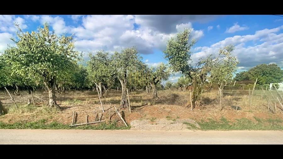 Terreno para Venda em Nossa Senhora da Conceição e São Bartolomeu