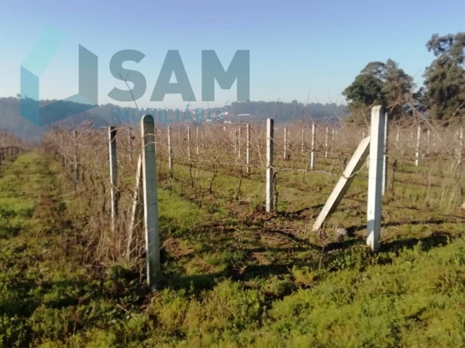 Quinta T9 para Venda em Macieira da Lixa e Caramos Foto 34