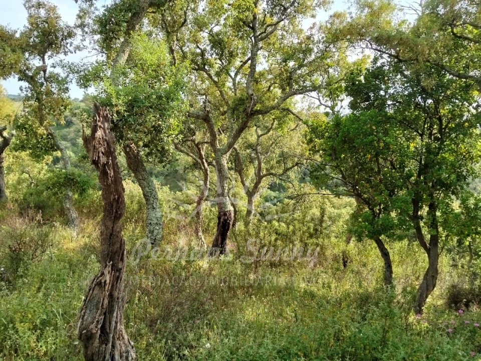 Terreno Misto para Venda em São Francisco da Serra Foto 13