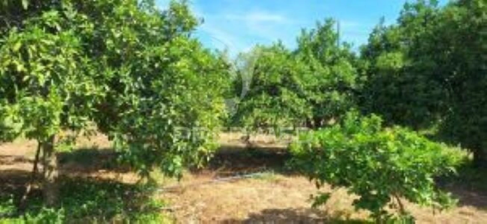 Quinta T1 para Venda em Pardais Foto 4