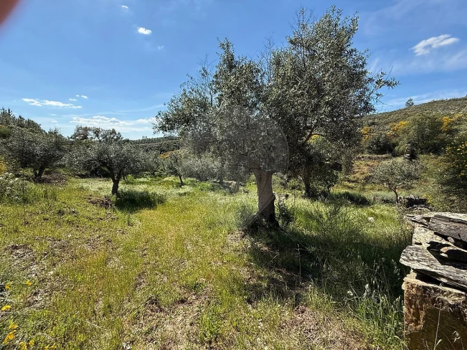 Terreno para Venda em Benquerenças Foto 2