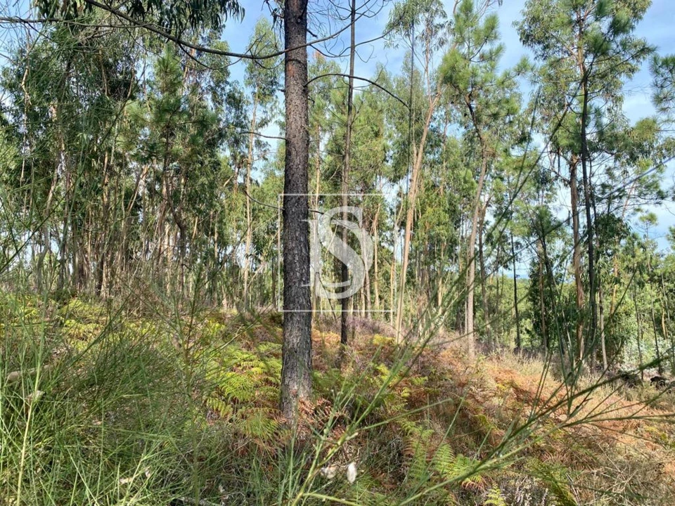 Terreno para Venda em Campo e Tamel (São Pedro Fins) Foto 5