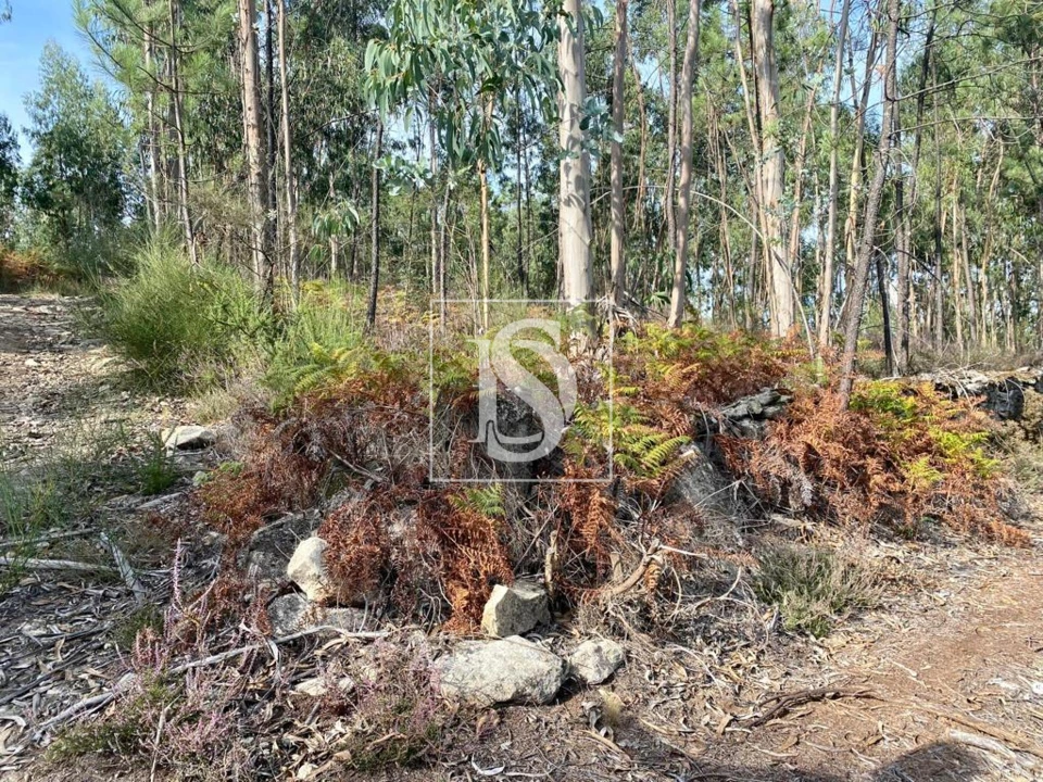 Terreno para Venda em Campo e Tamel (São Pedro Fins) Foto 6