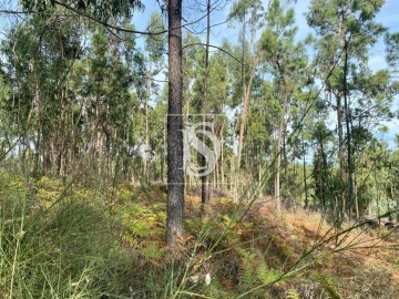 Terreno para Venda em Campo e Tamel (São Pedro Fins)