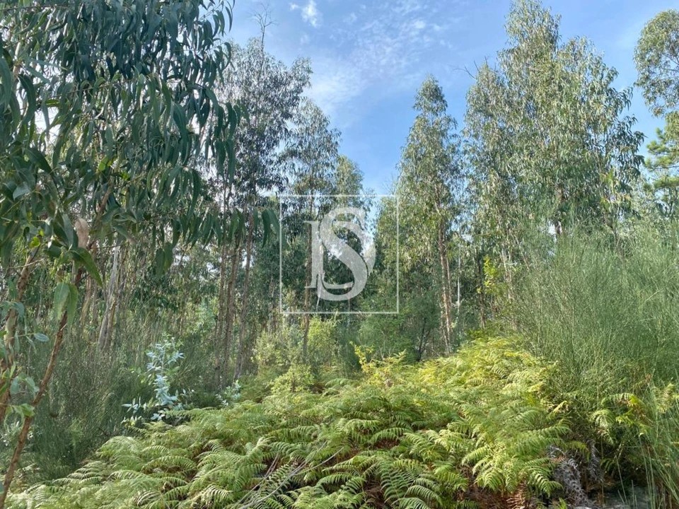 Terreno para Venda em Campo e Tamel (São Pedro Fins) Foto 4