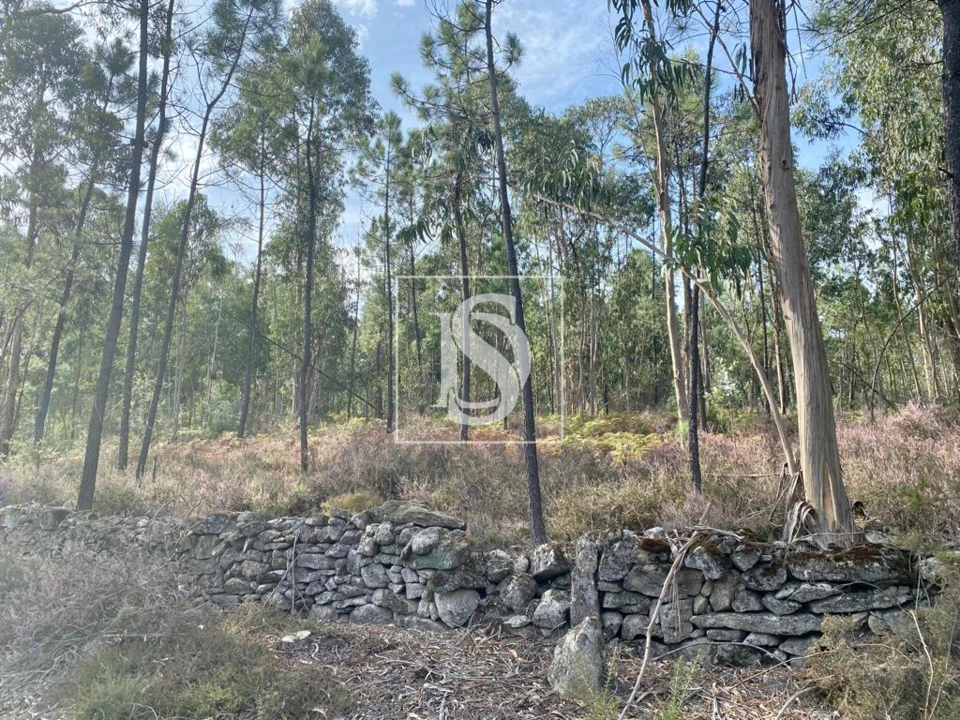 Terreno para Venda em Campo e Tamel (São Pedro Fins) Foto 2