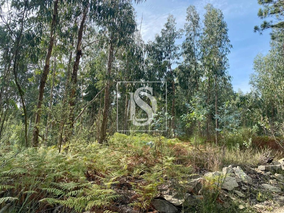 Terreno para Venda em Campo e Tamel (São Pedro Fins) Foto 3