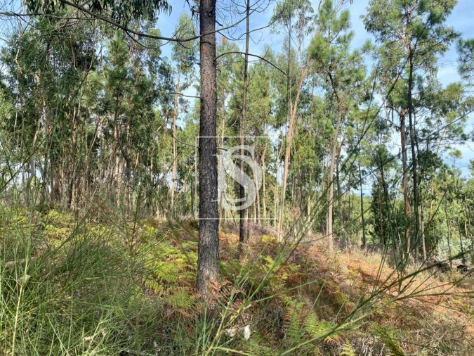 Terreno para Venda em Campo e Tamel (São Pedro Fins) Foto 5
