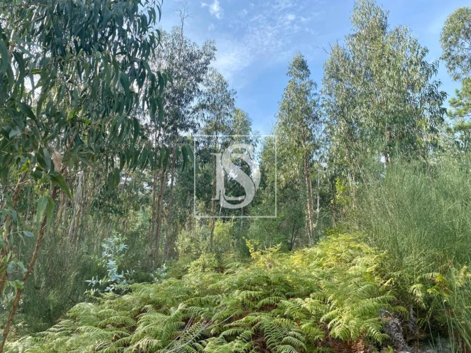 Terreno para Venda em Campo e Tamel (São Pedro Fins) Foto 4