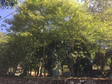 Terreno para Venda em Creixomil e Mariz
