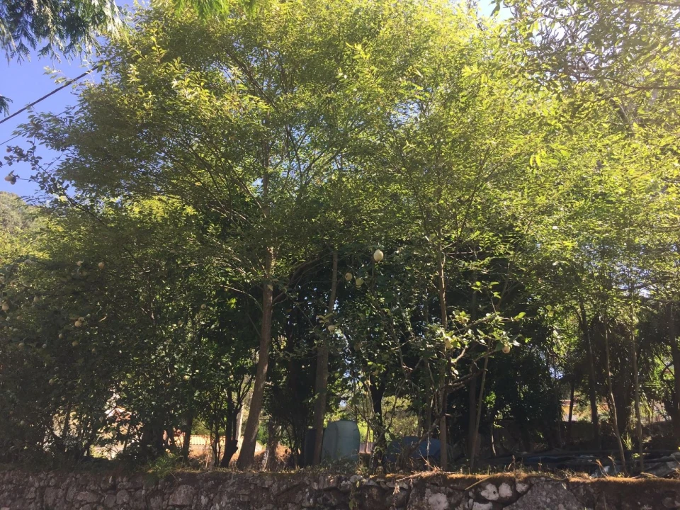 Terreno para Venda em Creixomil e Mariz Foto 6