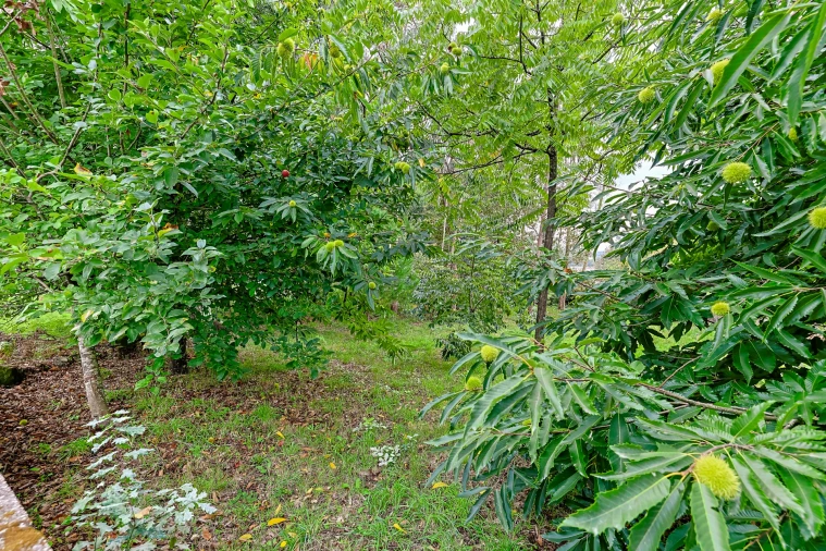 Terreno para Venda em Tamel (São Verissimo) Foto 15