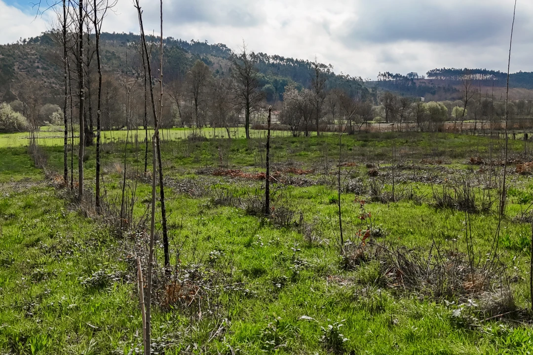 Terreno Agricola ou Rústico para Venda em Associação de Freguesias do Vale do Neiva Foto 21
