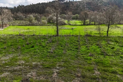 Terreno Agricola ou Rústico para Venda em Associação de Freguesias do Vale do Neiva
