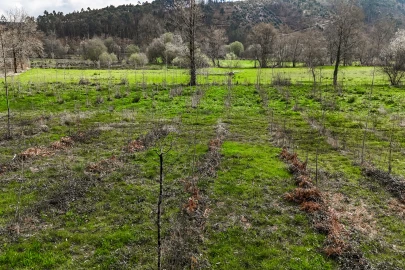 Terreno Agricola ou Rústico para Venda em Associação de Freguesias do Vale do Neiva