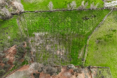 Terreno Agricola ou Rústico para Venda em Associação de Freguesias do Vale do Neiva