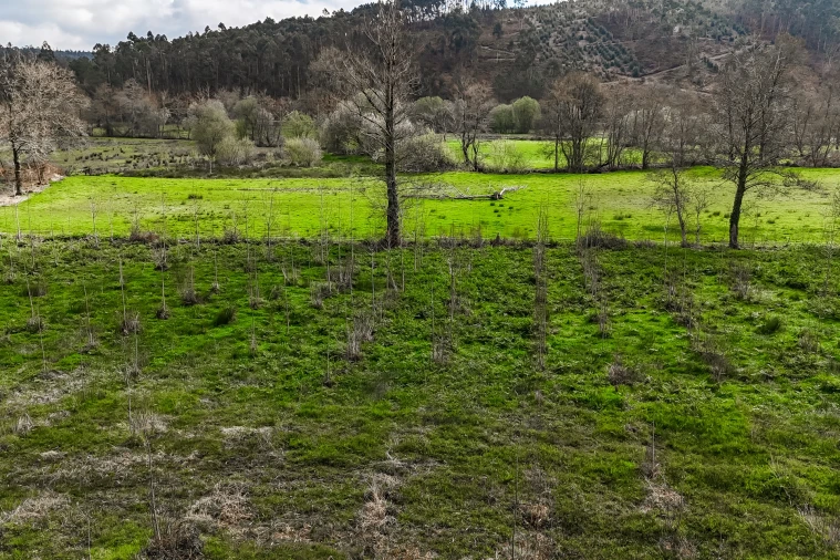 Terreno Agricola ou Rústico para Venda em Associação de Freguesias do Vale do Neiva Foto 19