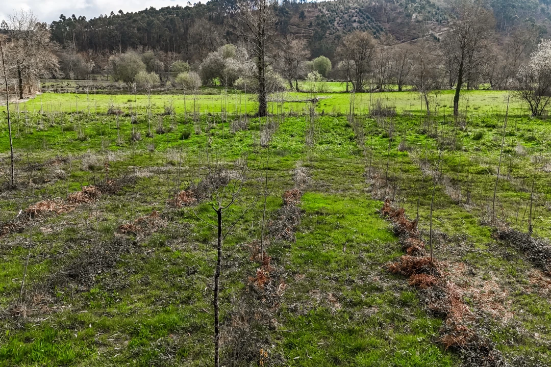 Terreno Agricola ou Rústico para Venda em Associação de Freguesias do Vale do Neiva Foto 20