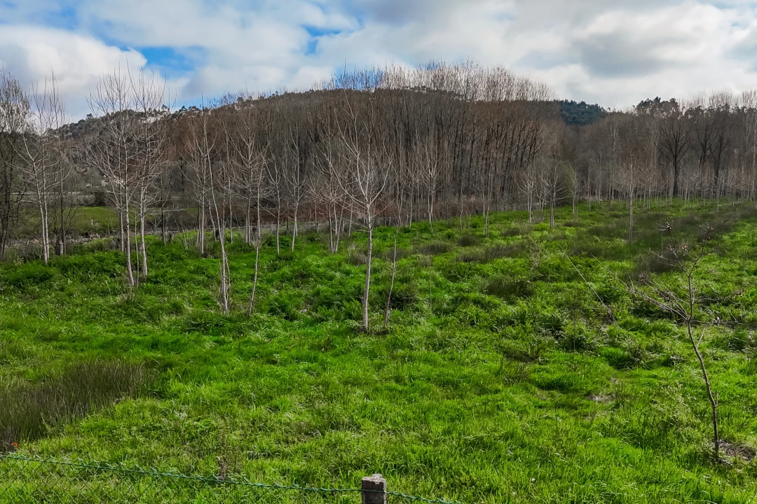 Terreno Agricola ou Rústico para Venda em Associação de Freguesias do Vale do Neiva Foto 16