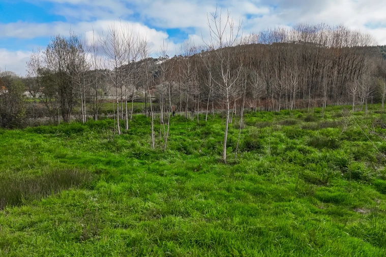 Terreno Agricola ou Rústico para Venda em Associação de Freguesias do Vale do Neiva Foto 18