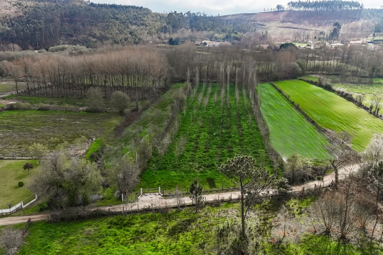 Terreno Agricola ou Rústico para Venda em Associação de Freguesias do Vale do Neiva Foto 5