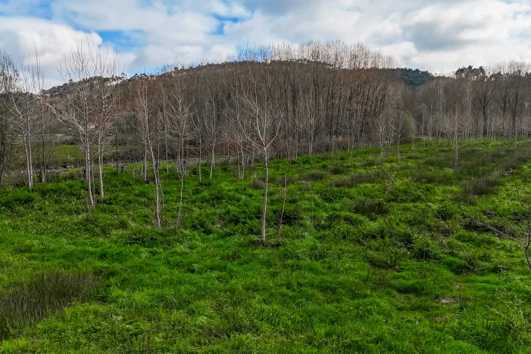 Terreno Agricola ou Rústico para Venda em Associação de Freguesias do Vale do Neiva Foto 14