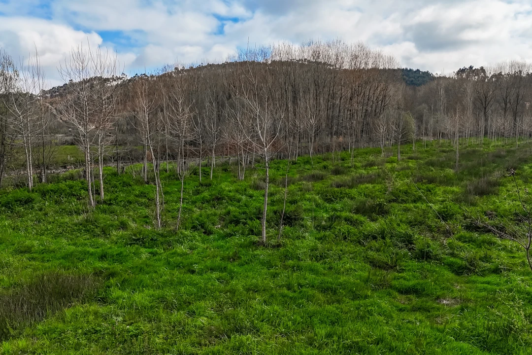 Terreno Agricola ou Rústico para Venda em Associação de Freguesias do Vale do Neiva Foto 14