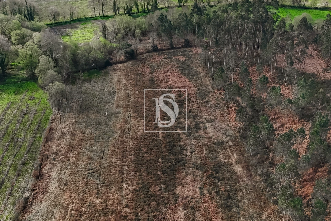 Terreno Agricola ou Rústico para Venda em Associação de Freguesias do Vale do Neiva Foto 4