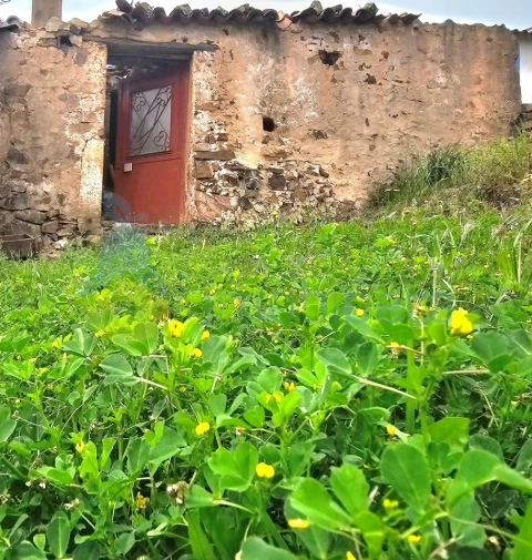 Armazém para Venda em Alferce