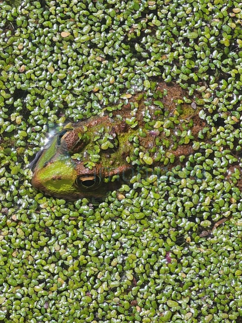 Terreno Agricola ou Rústico para Venda em Alferce