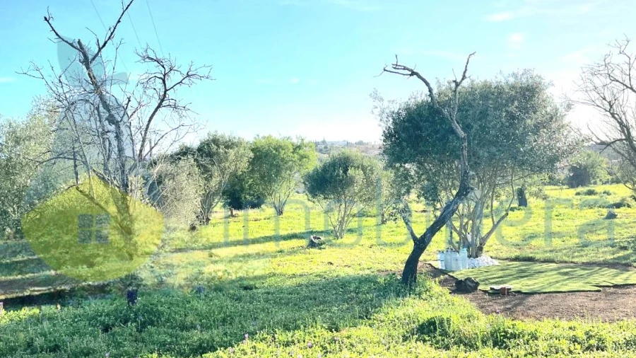 Terreno Agricola ou Rústico para Venda em Alcantarilha e Pêra