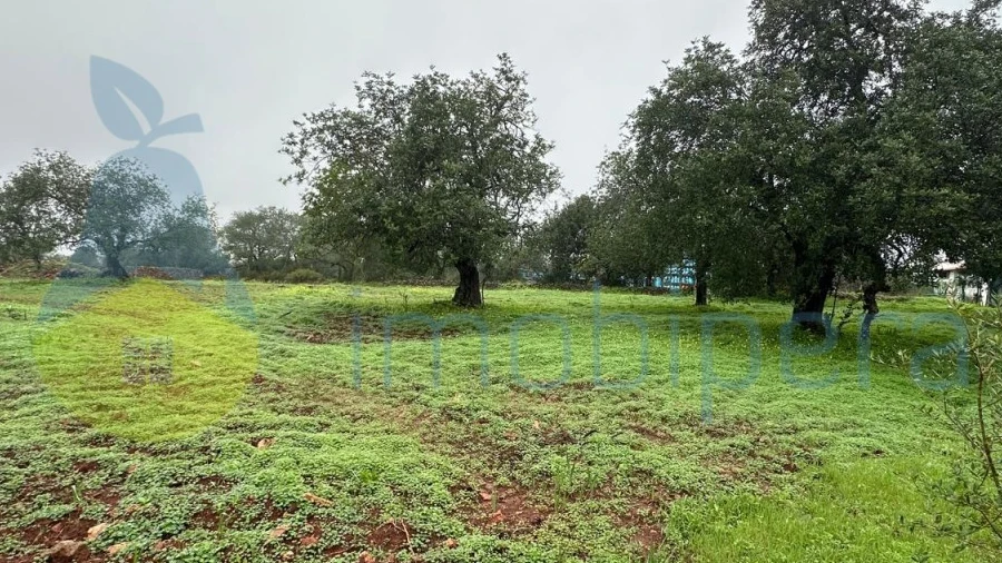 Terreno para Venda em Ferreiras