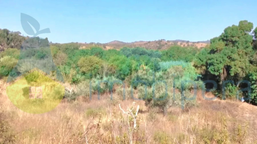 Terreno Agricola ou Rústico para Venda em São Bartolomeu de Messines